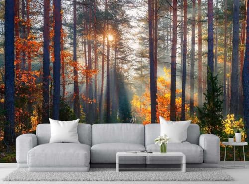 Autumn Sunshine in The Woods Wallpaper
