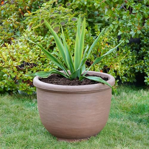 Agave Planter