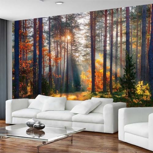 Autumn Sunshine in The Woods Wallpaper