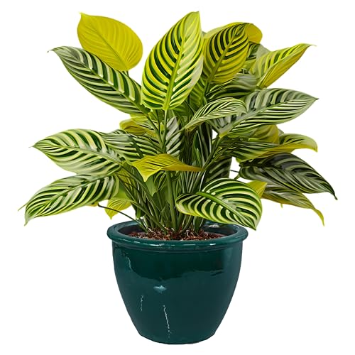 Sunnydaze Chalet 14.5" Ceramic Plant Pot