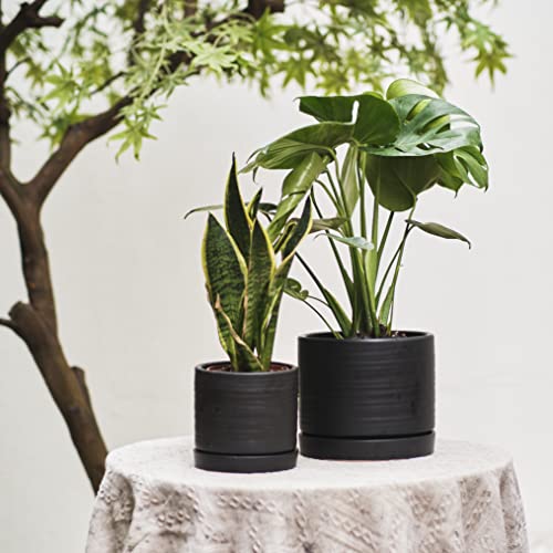 6 + 8 Inch Plant Pots