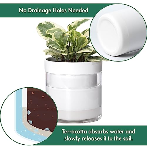 6 Inch Self Watering Planter (2 Count)