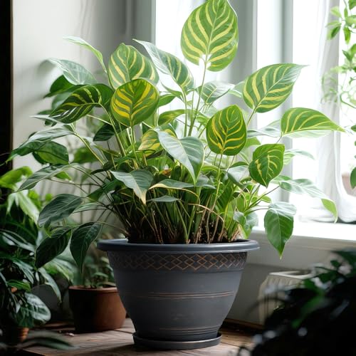 12 Inch Pots for Plants (4 Count)