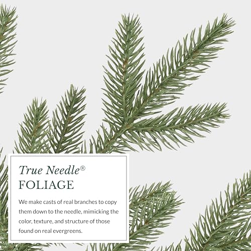 Stratford Spruce