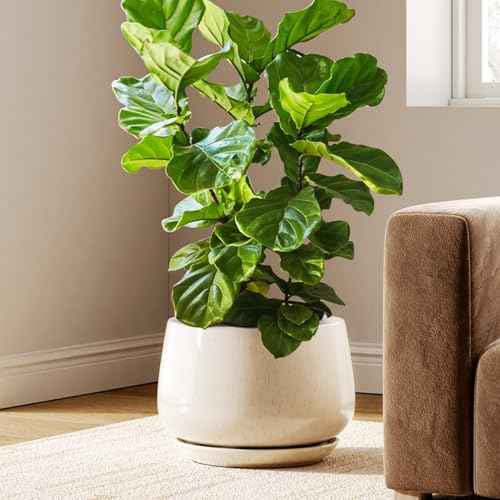 Ceramic Planter