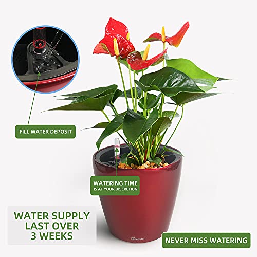 9x8 Self Watering Planter