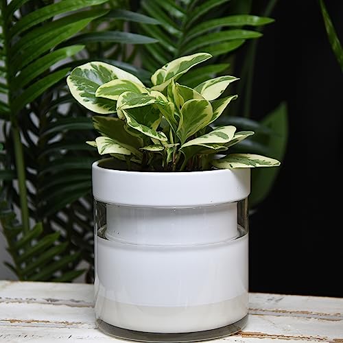 6 Inch Self Watering Planter