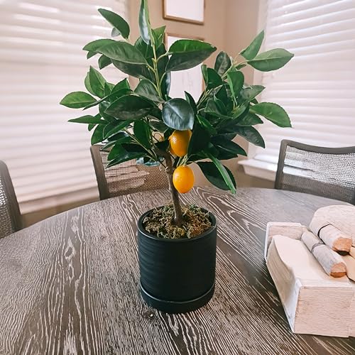 6 Inch Plant Pots