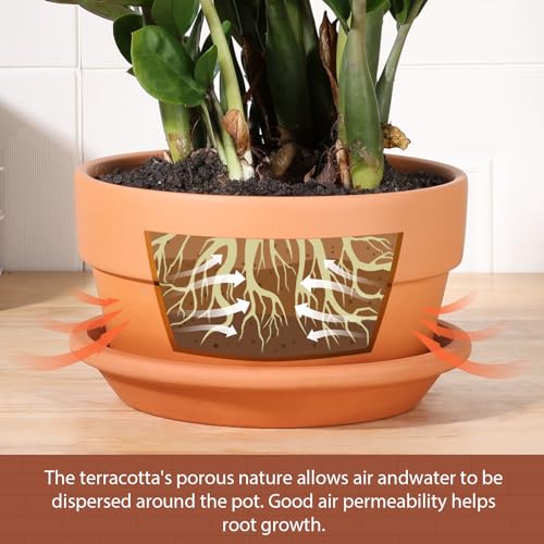 8 Inch Terracotta Shallow Pots Set with Saucer (2 Count)