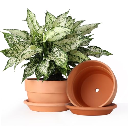 8 Inch Terracotta Shallow Pots Set with Saucer (2 Count)