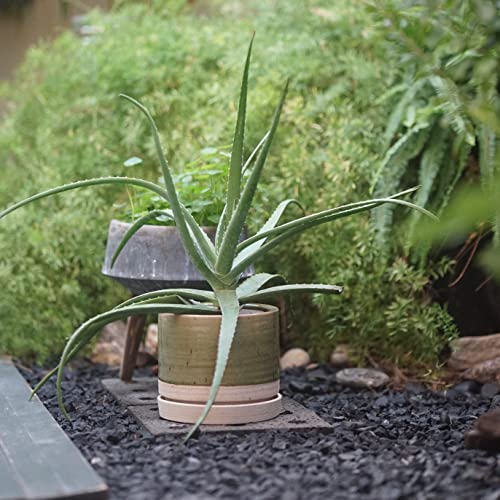 6 + 8 Inch Plant Pots