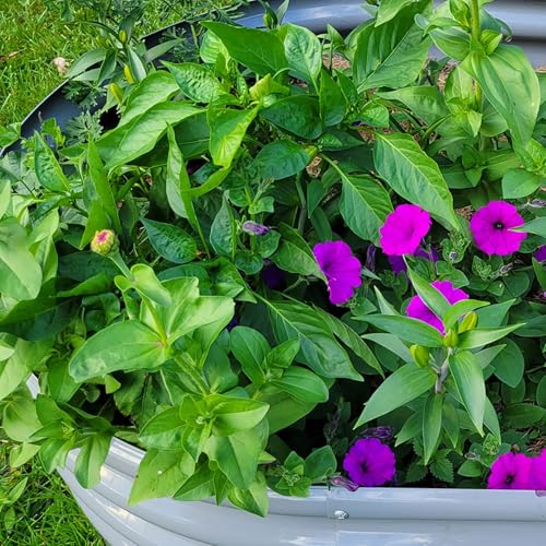 2 Pack 8x3x1FT Galvanized Raised Garden Bed Large Metal Planter Box Kit Elevated Raised Garden Planters for Outdoor Plants