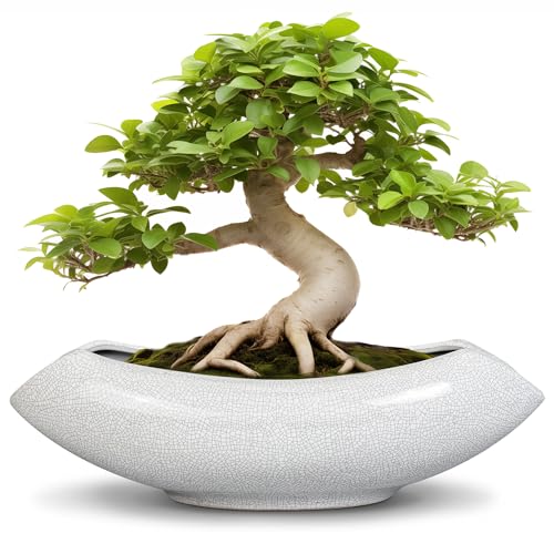 Ceramic Bonsai Tree Pot