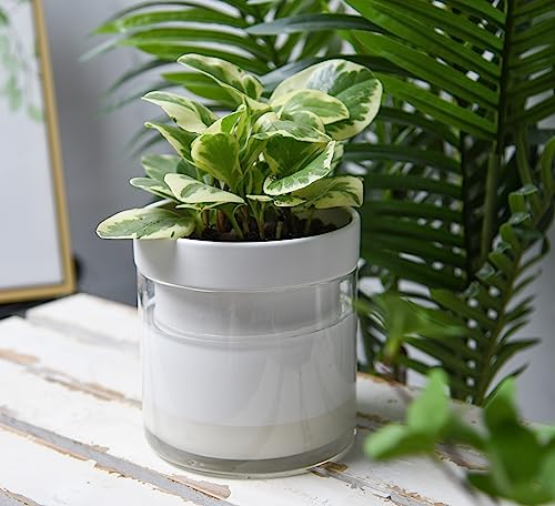 6 Inch Self Watering Planter (2 Count)