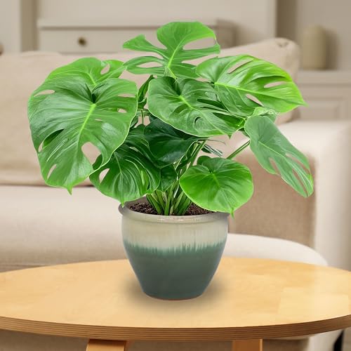 Sunnydaze Chalet 12" Ceramic Plant Pot (2 Count)