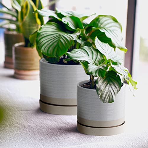 6 + 8 Inch Plant Pots