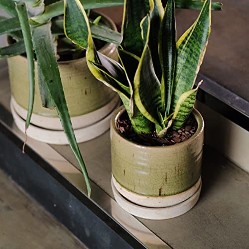 6 + 8 Inch Plant Pots
