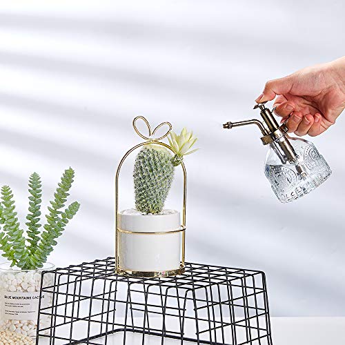 Glass Plant Mister Spray Bottle
