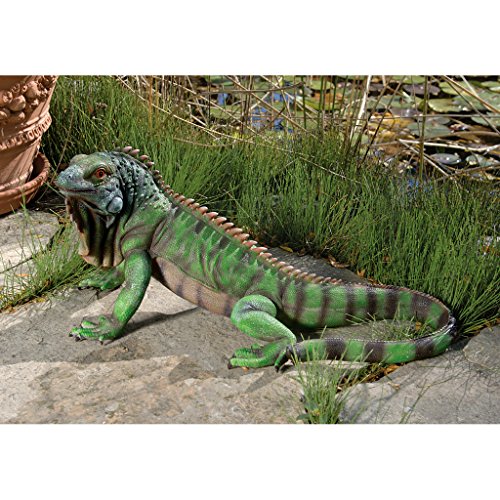 Iggy The Iguana Indoor