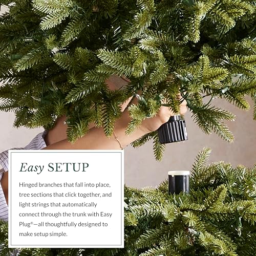 Stratford Spruce
