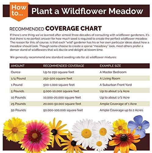Perennial Lupine Flower Seed (1 Lb)