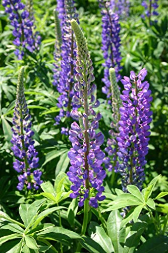 Non GMO Bulk Perennial Lupine Flower Seed (10 Lbs)