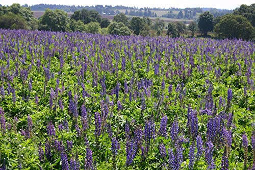 Perennial Lupine Flower Seed (1 Lb)